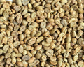 Robusta TR9 Chú Phát - Honey