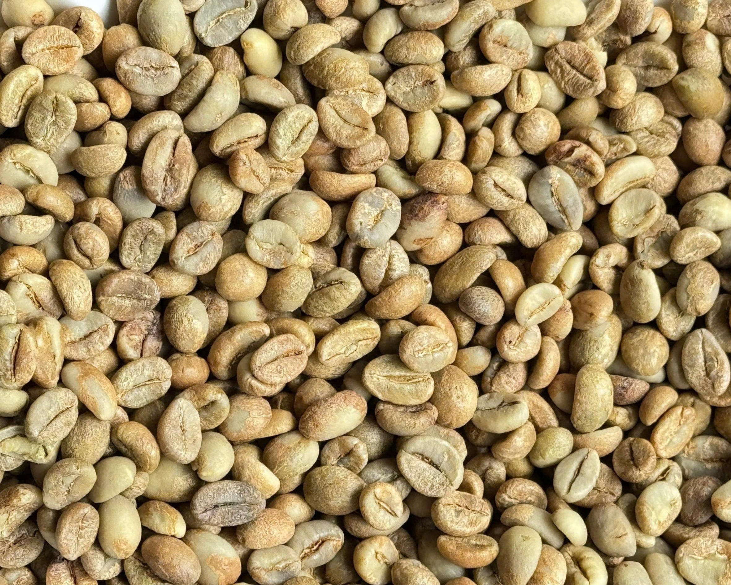 Robusta TR9 Chú Phát - Honey